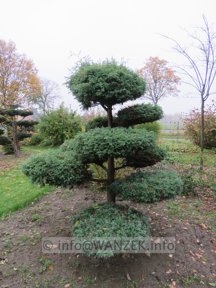 Chamaecyparis pisifera Squarrosa - Bonsai 03.JPG